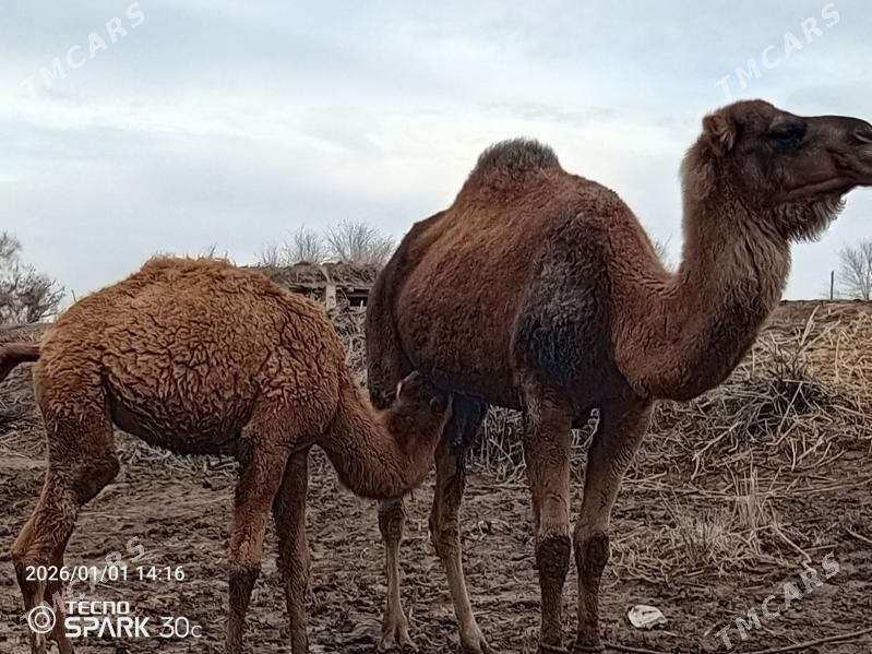 Düýe - Болдумсаз - img 1