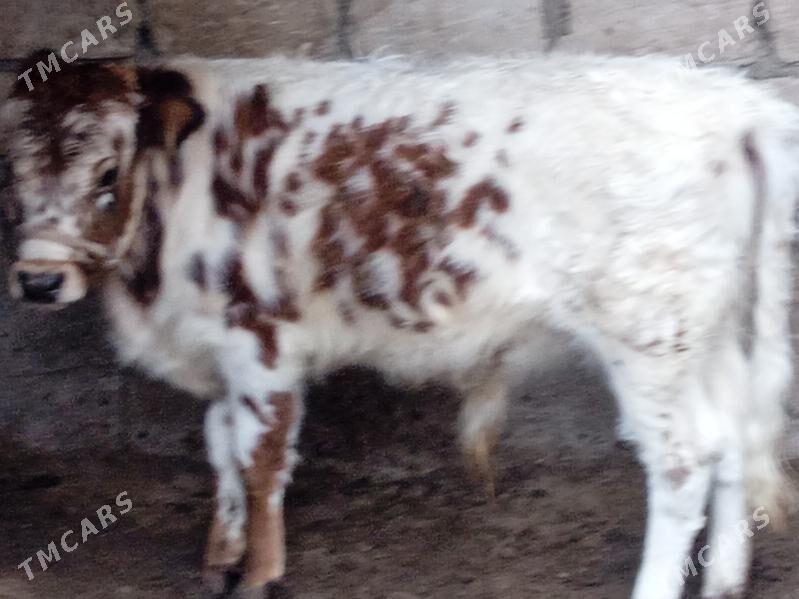 öküz - Balkanabat - img 1