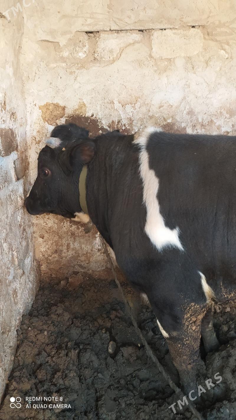 okuz - Чоганлы - img 1