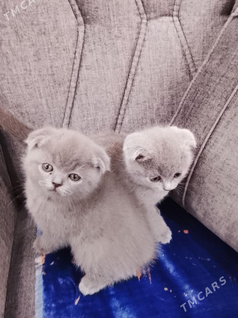 Шотландские котята - Türkmenabat - img 1