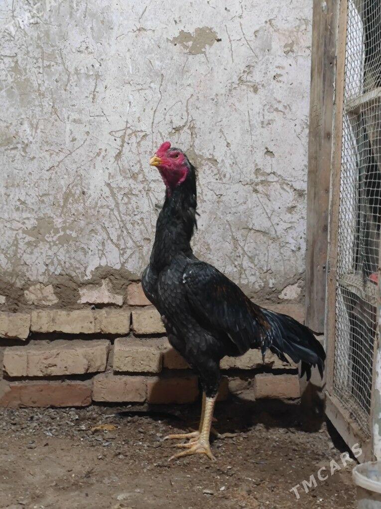 Horoz - Mary - img 1