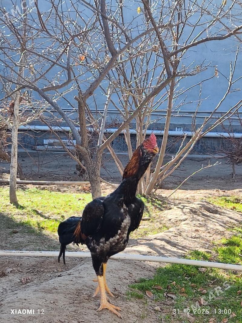 Horoz - Мары - img 1