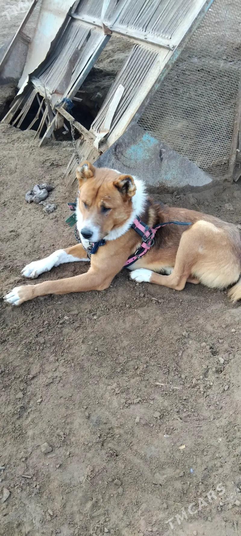 Aždar it - Бабадайхан - img 1