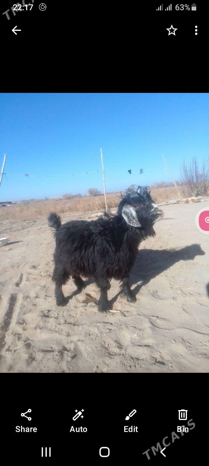 Teke - Акдепе - img 1