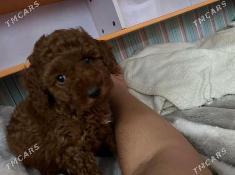 Той Пудиль - Ашхабад - img 1