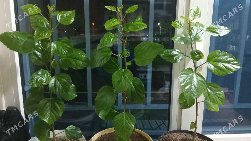 kitayiski roza - Туркменабат - img 1