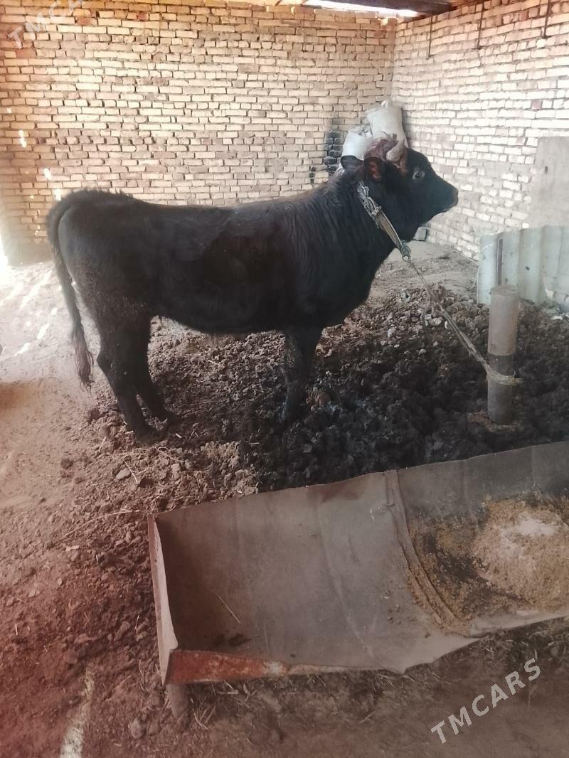 okuz - Мары - img 1