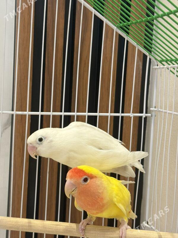 попугаи неразлучники - Ашхабад - img 1