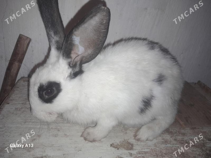 Товшанлар - Дашогуз - img 1