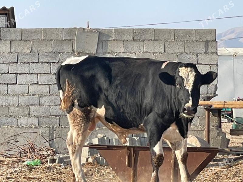 okuz - Balkanabat - img 1