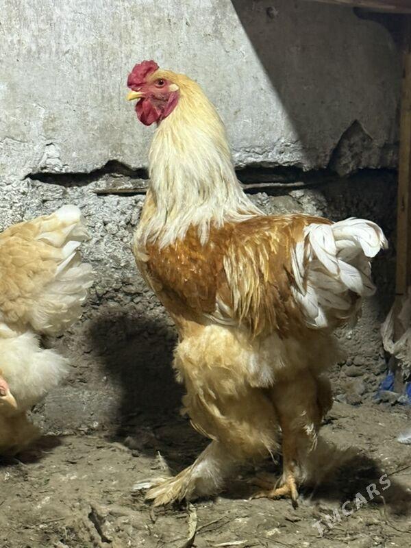 brama - Хитровка - img 1