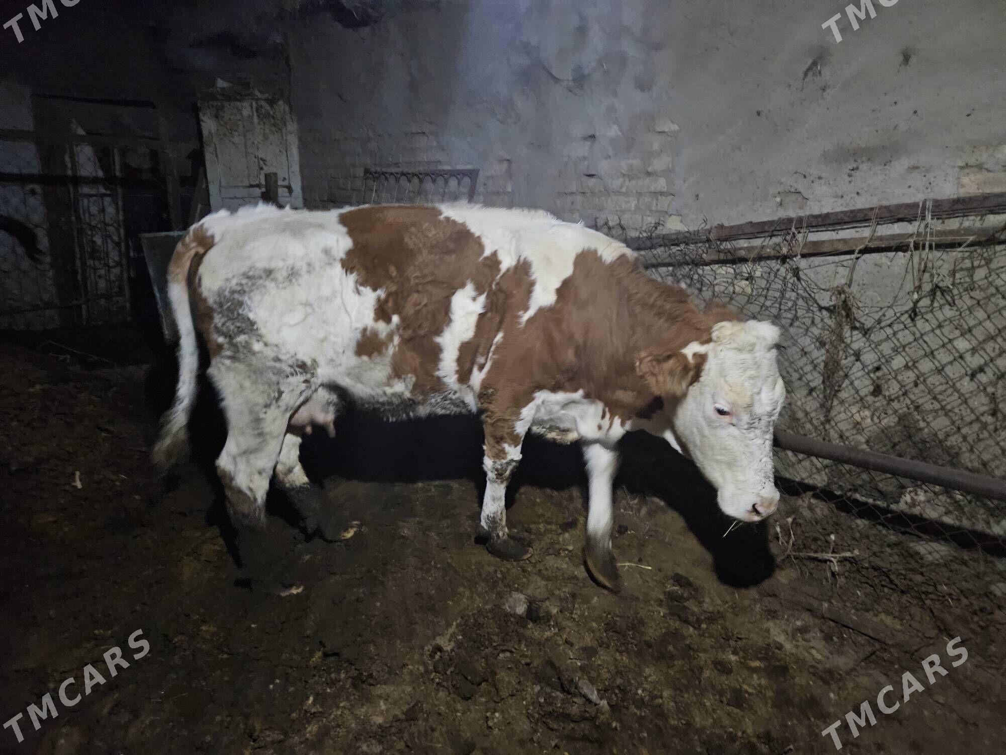 simental sygyr - Анев - img 1