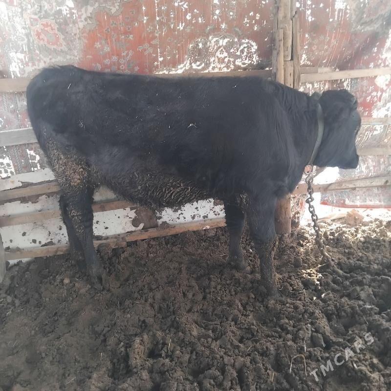 okuz - Мары - img 1