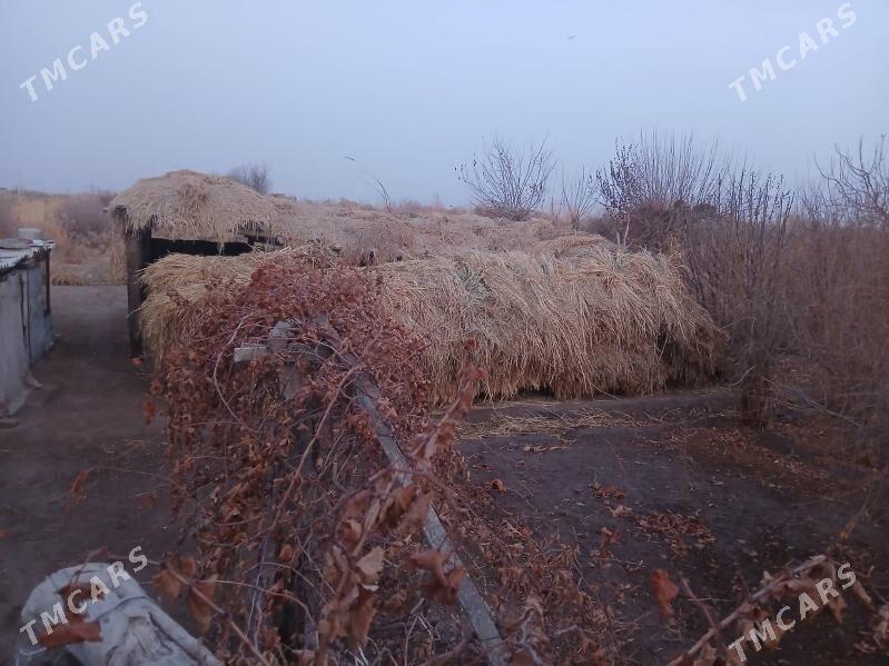 Mal ot mekge yorunja juwary - Dänew - img 1