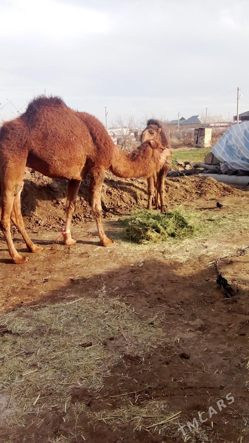 Duye - Сакарчага - img 1