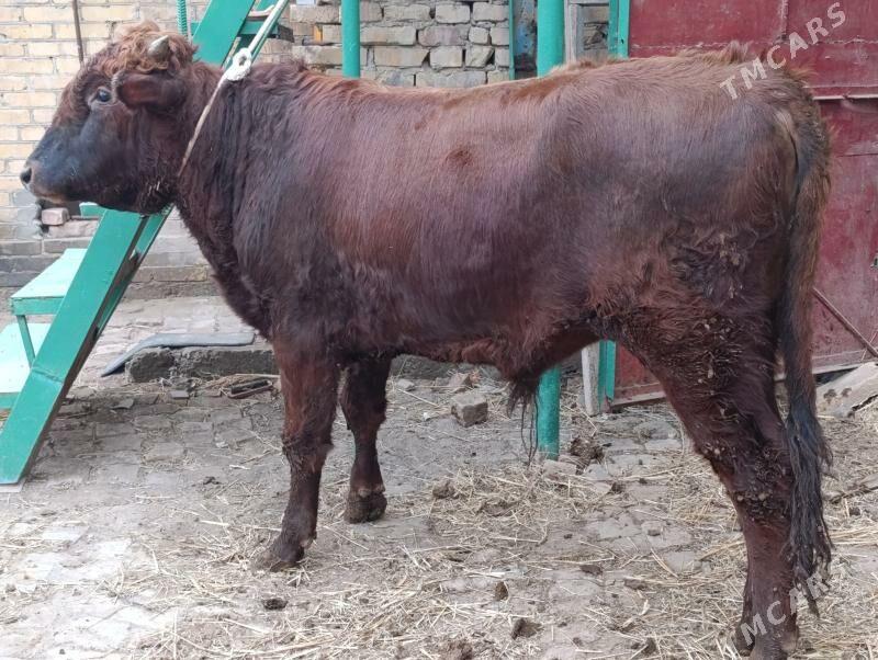 OKUZ - Туркменабат - img 1