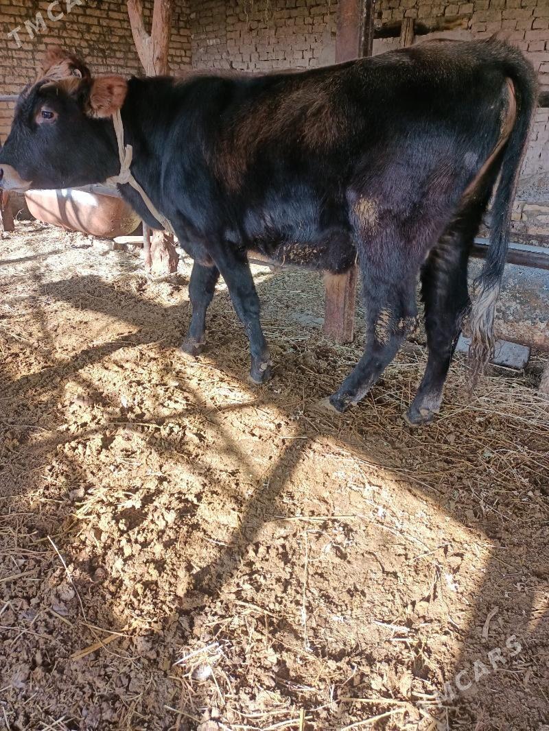 öküz - Чарджоу - img 1