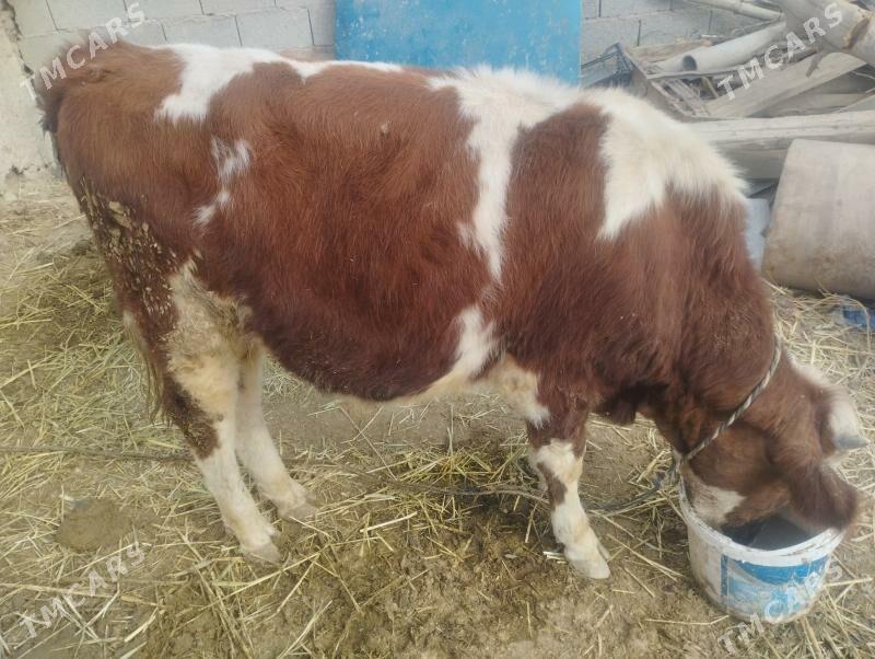 öküz - Бахарден - img 1