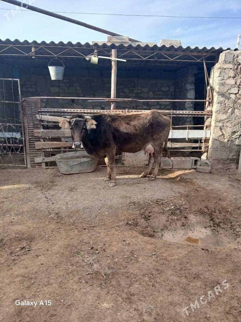 Goleli Sygyr - Türkmenbaşy - img 1