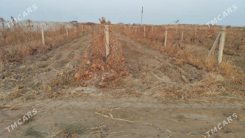 ekin ýer - Ашхабад - img 1