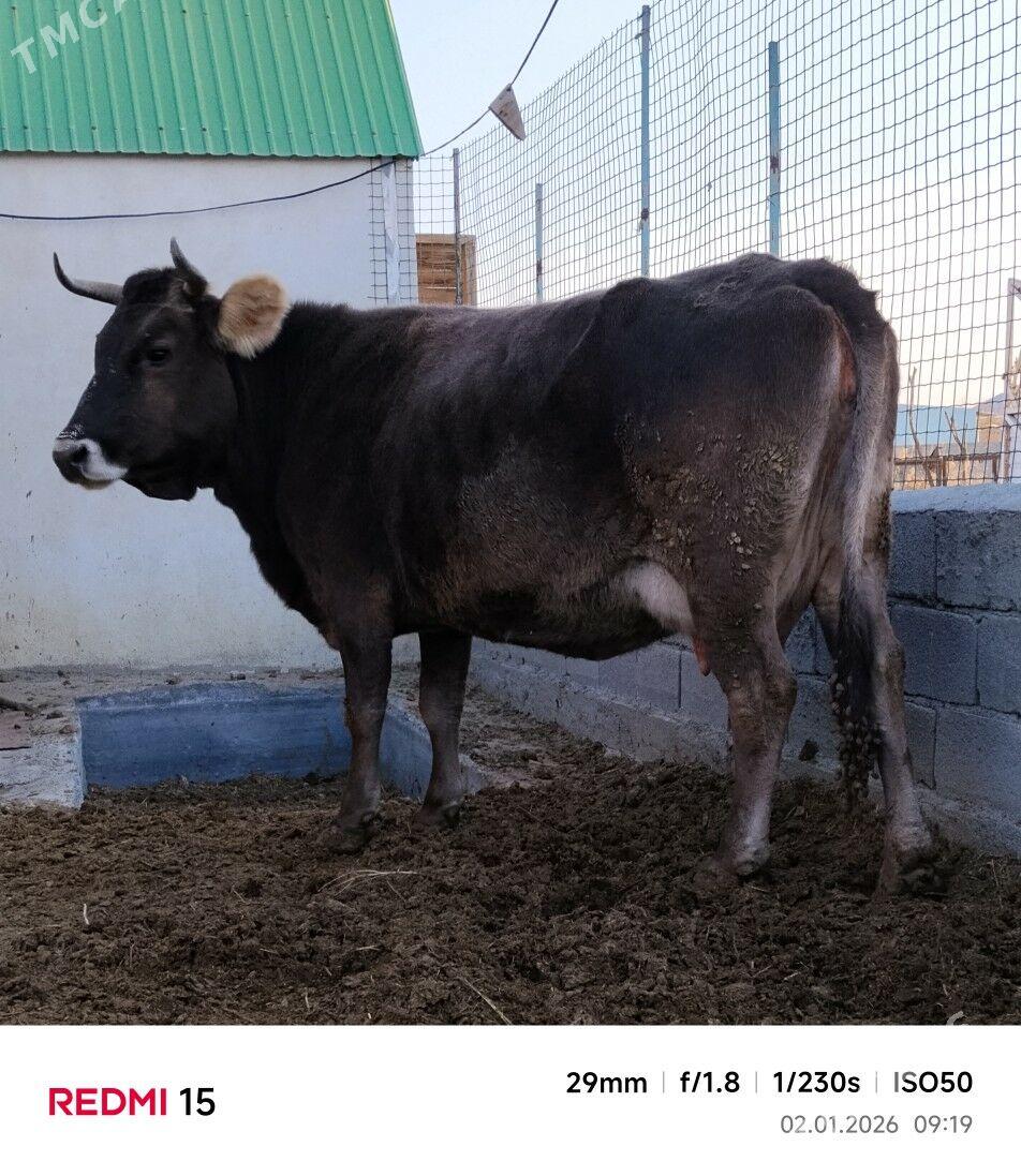 SIWES GOLELI SYGYR - Бахарден - img 1