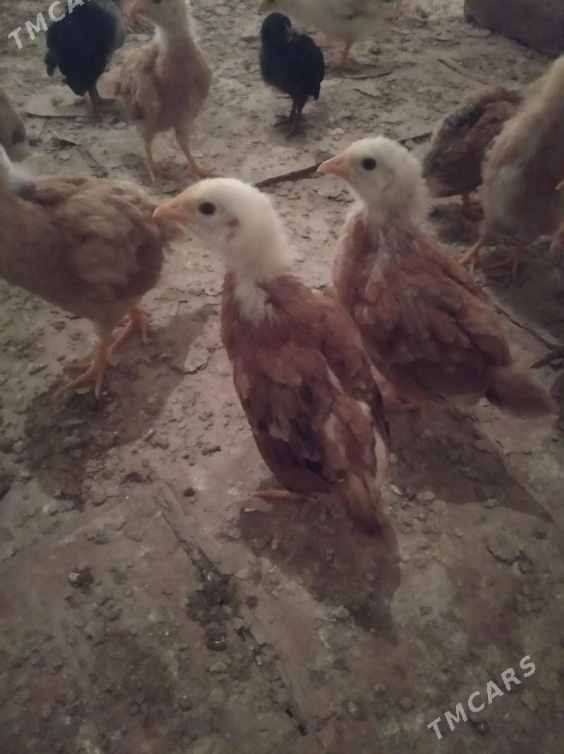 Jüýje - Daşoguz - img 1