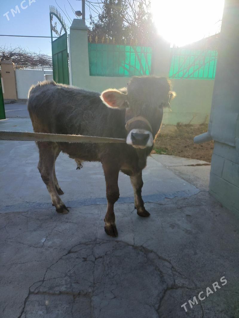 swes okuz - Bagyr - img 1