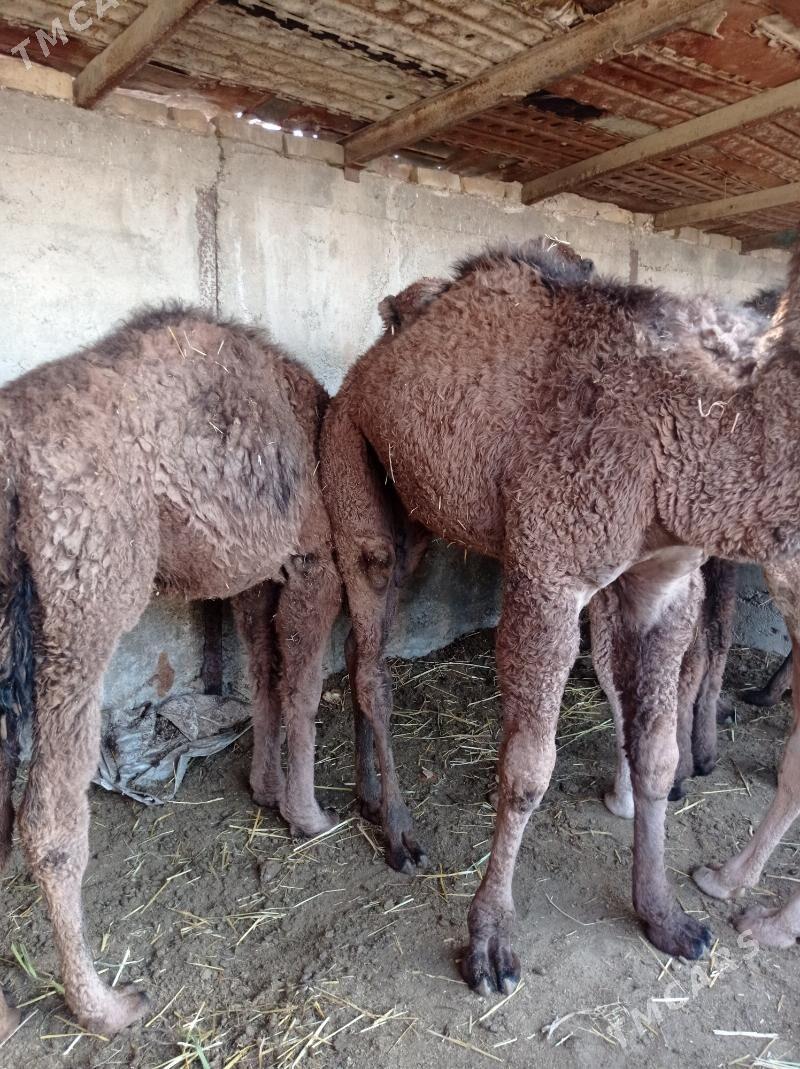 torum - Гызыларбат - img 1