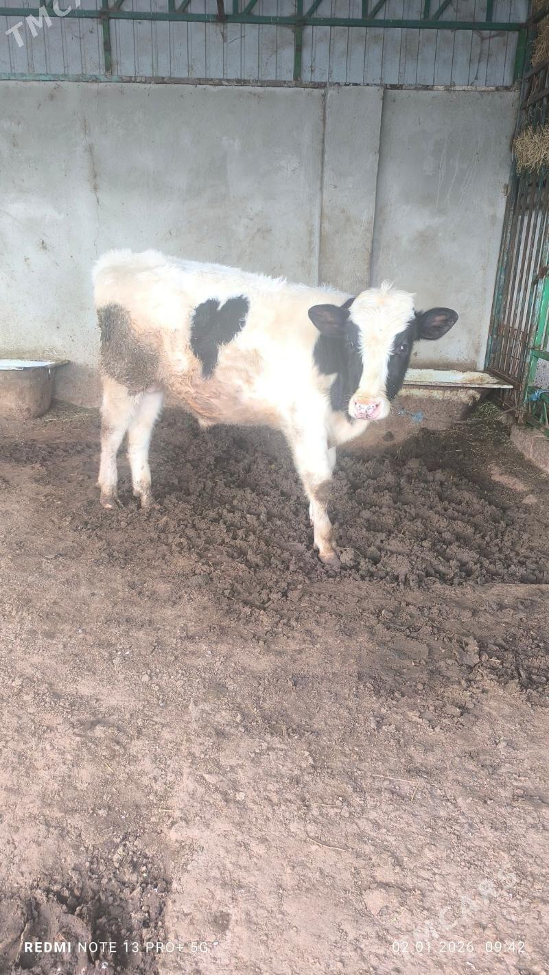 ökiz - Aşgabat - img 1