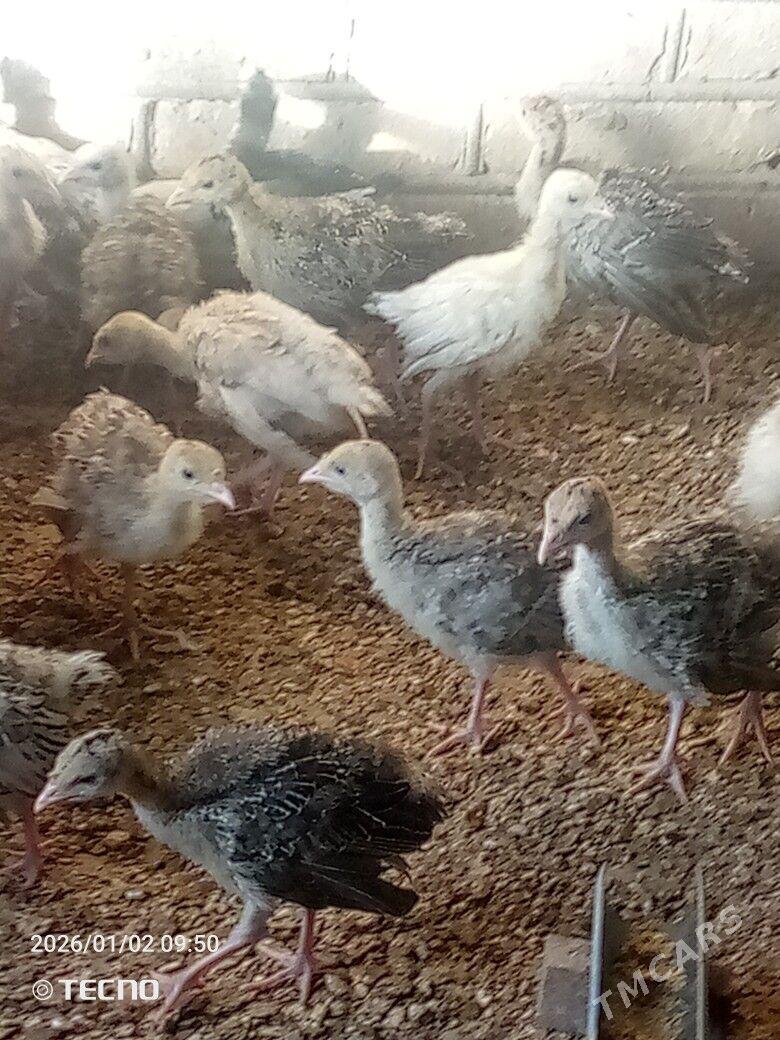 induk jüýje - Каракумский этрап - img 1