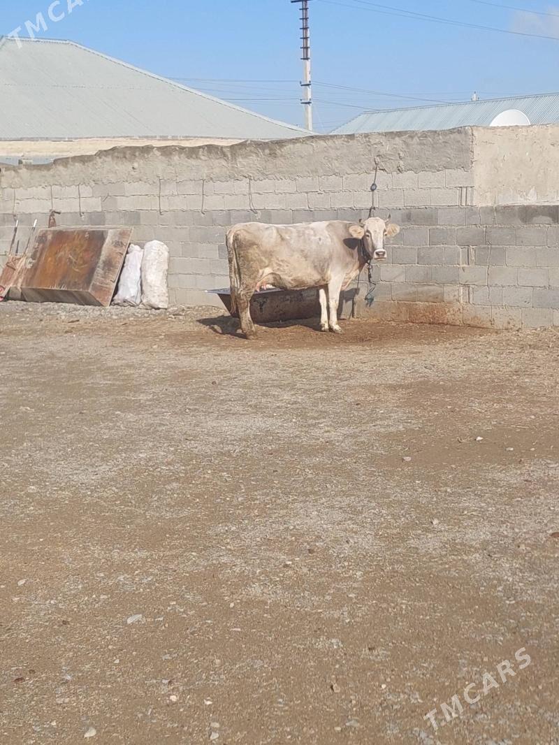 Bogaz sygyr - Бахарден - img 1