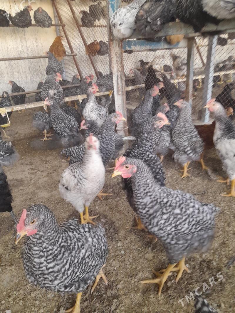 Towuk Dominant horaz! - Büzmeýin - img 1