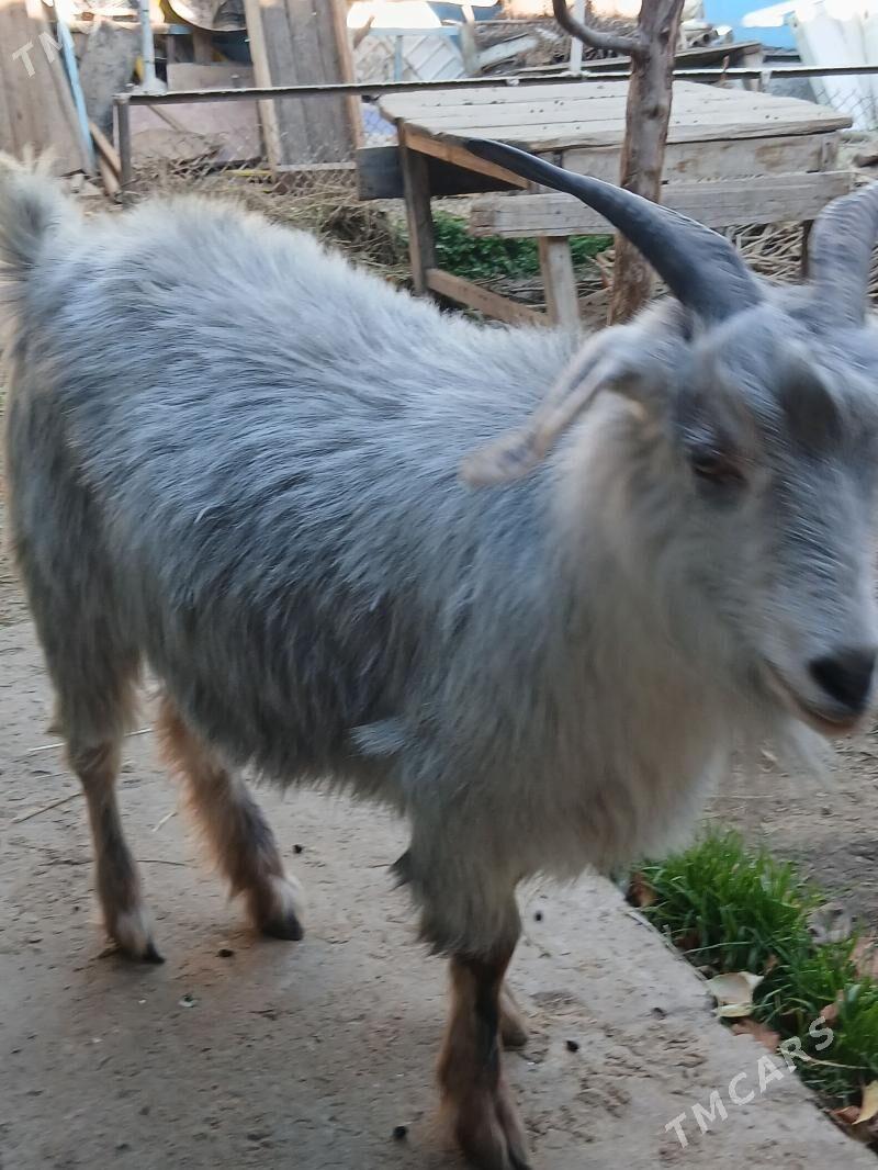 Geci - Ак-Бугдайский этрап - img 1