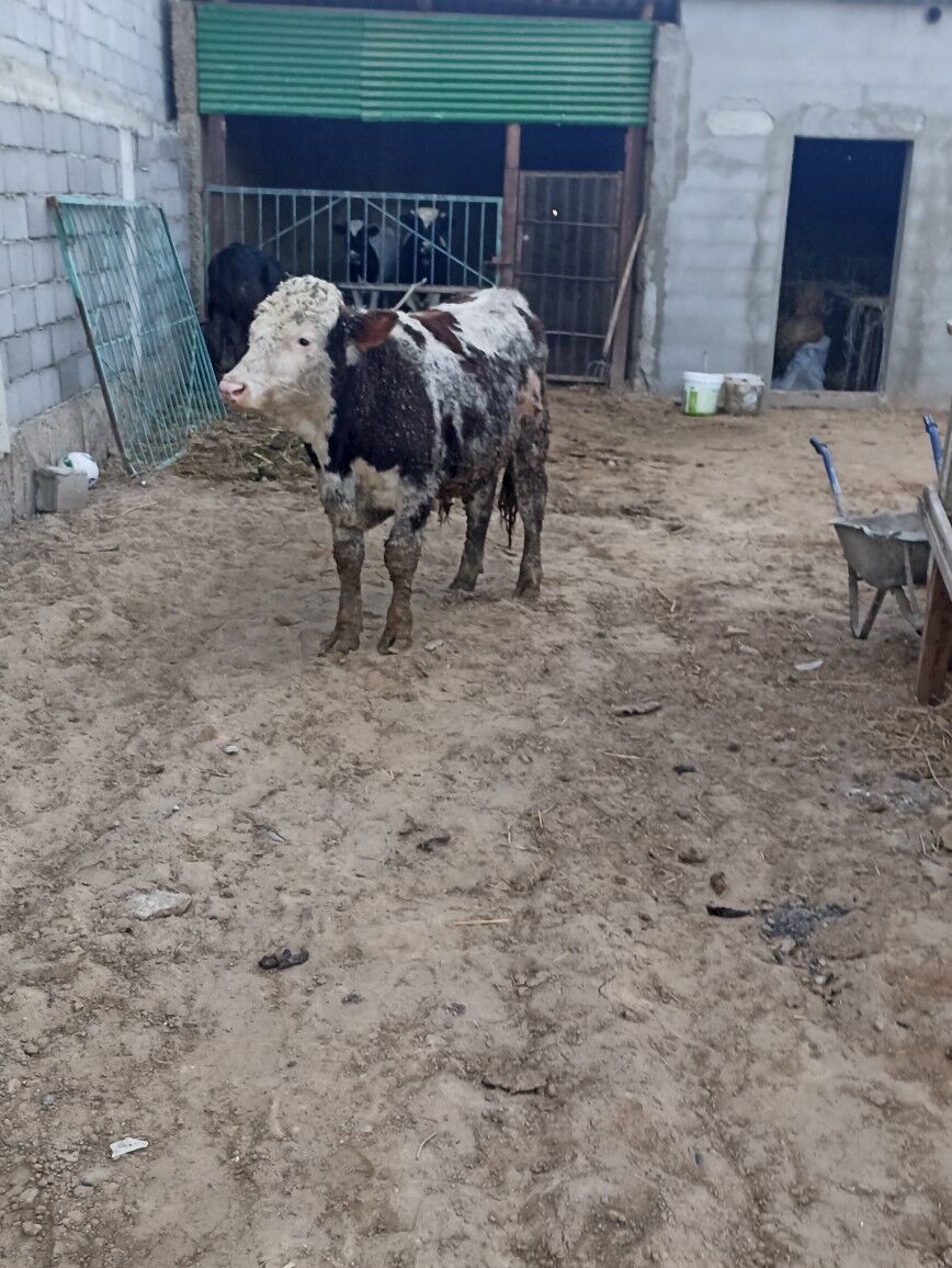 SIMENTAL GALIŞDEŶIN OKUZLER - Aşgabat - img 1