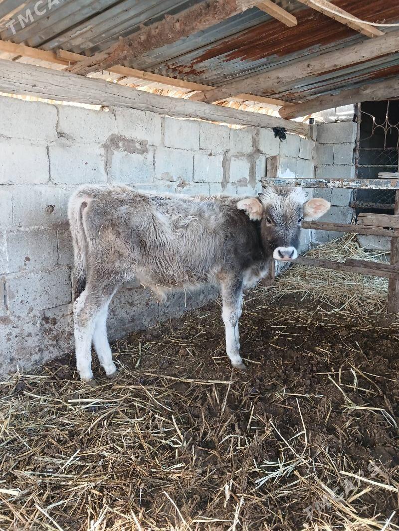 Okuz - Gökdepe - img 1