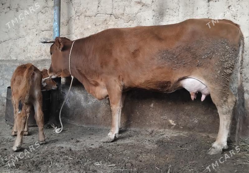 Goleli sygyr - Ашхабад - img 1