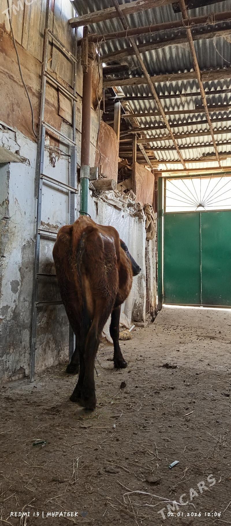 saglyk sygyr - Туркменабат - img 1