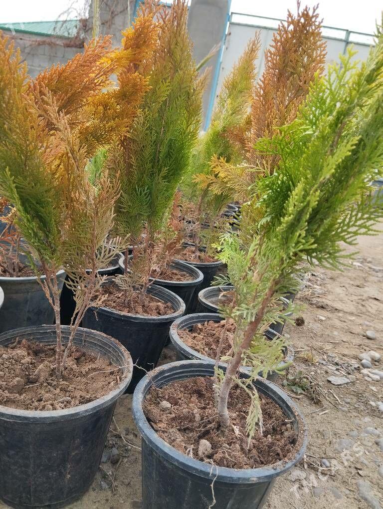 Tuya zalatysty - Анев - img 1