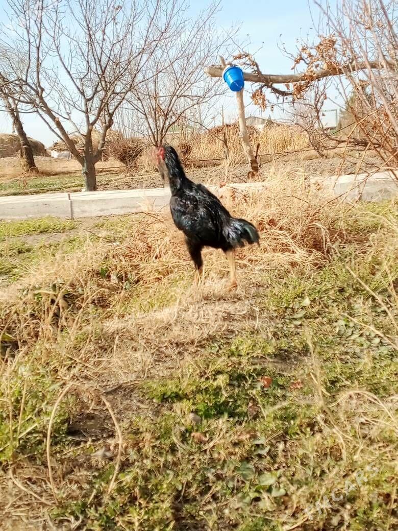 bayso - Фарап - img 1