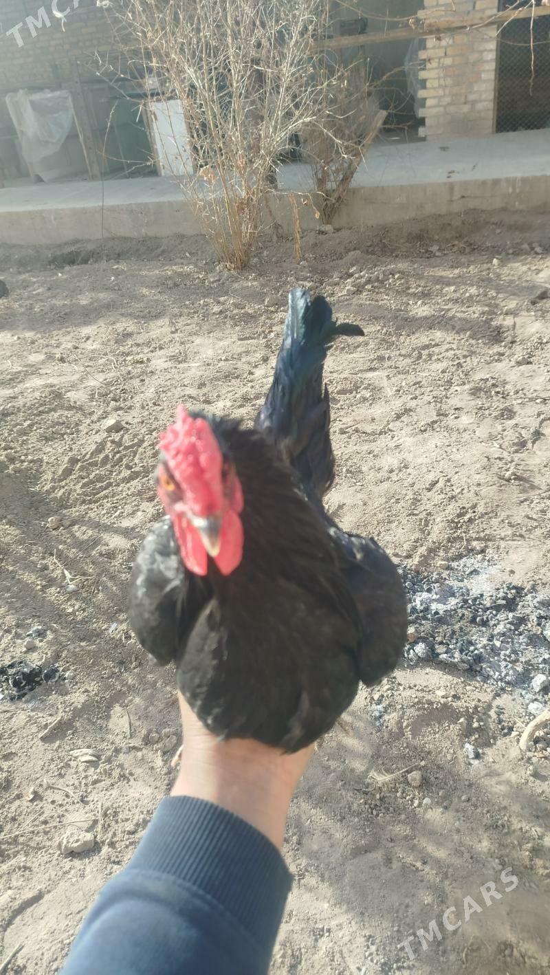 ýaponka - Türkmenabat - img 1