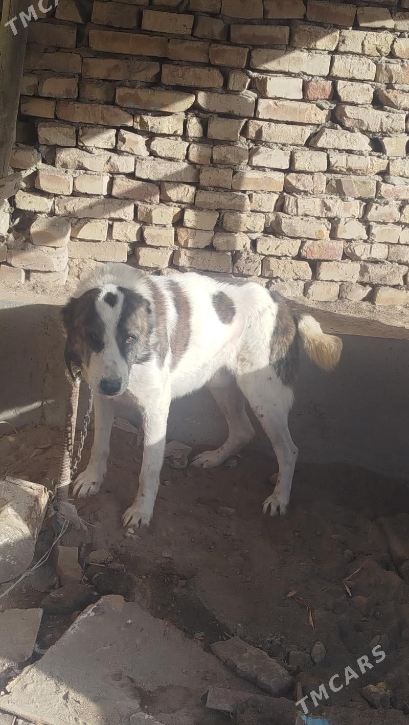 gujuk - Туркменабат - img 1