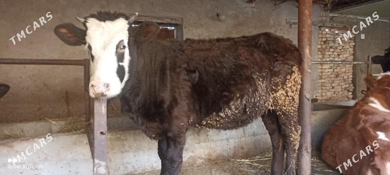 Симентал - Сакар - img 1