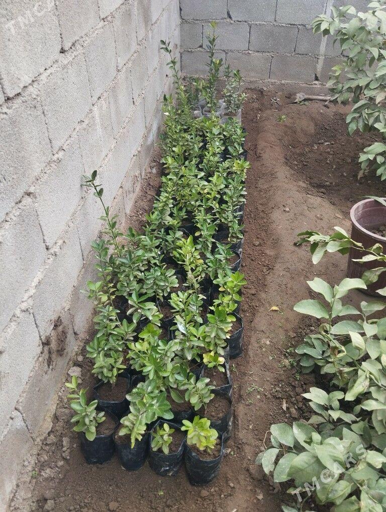 beresklet hurma palma - Багир - img 1