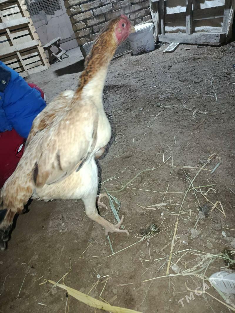 towuk - Шабатский этрап - img 1