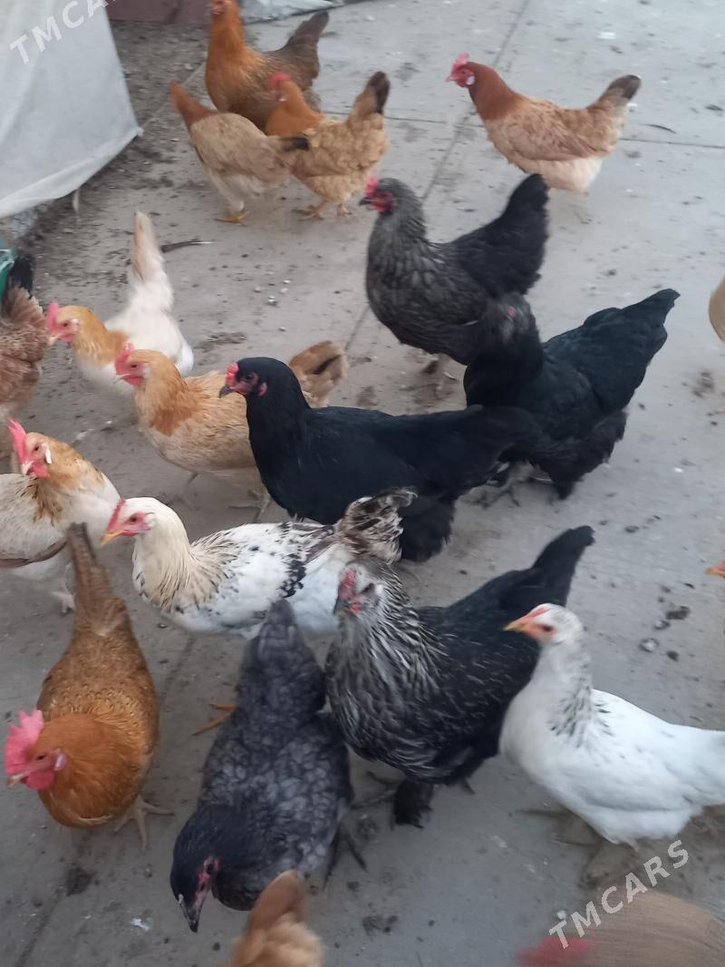 Towuk - Тязе заман - img 1