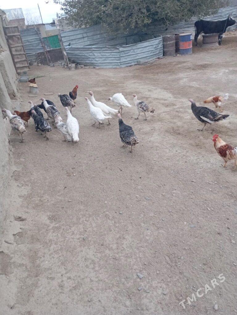 индуклар товук хораэы - Бахарден - img 1