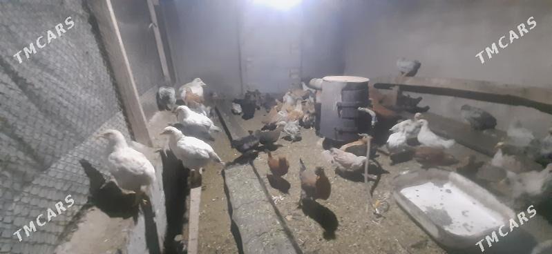 Jüýje - Tejen - img 1