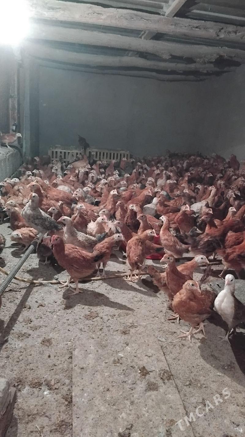 Towyk juje - Кака - img 1