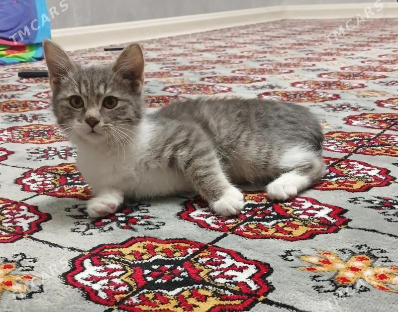 Котёнок - Ашхабад - img 1