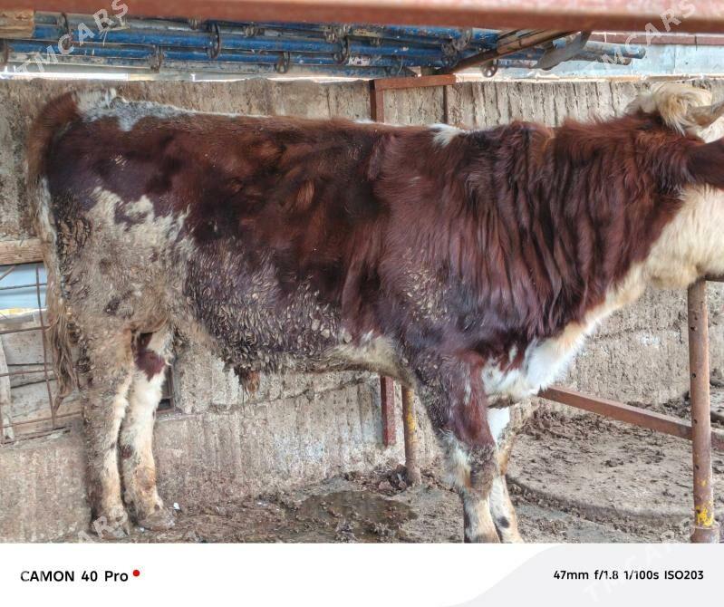 ala ökiz - Aşgabat - img 1